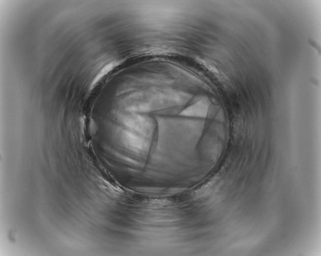 X0000096481306200802071910