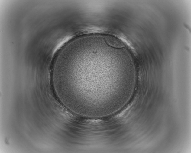 X0000096481309200802071910