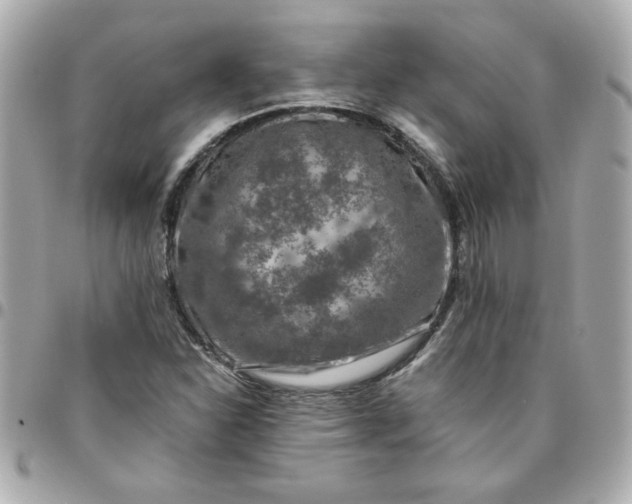 X0000096481310200802071910