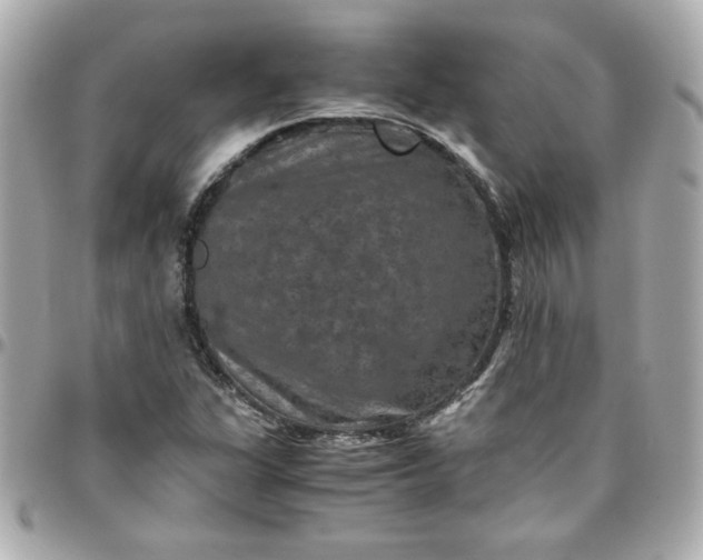 X0000096481311200802071910