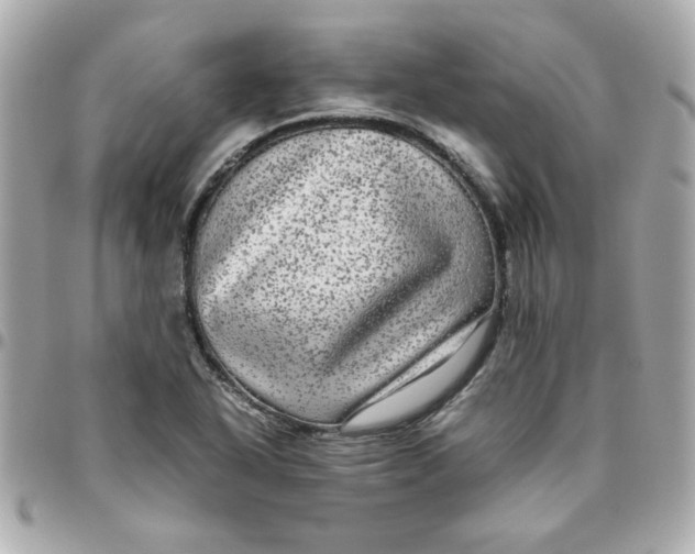 X0000096481318200802071910