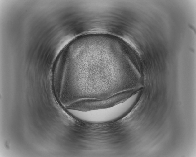 X0000096481325200802071910