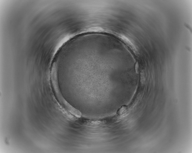 X0000096481326200802071910