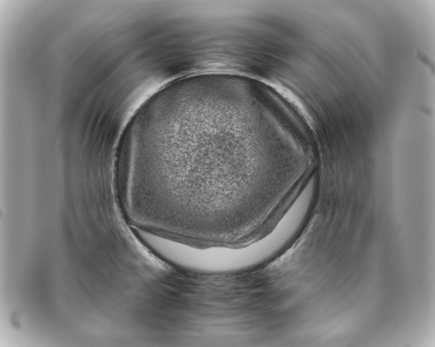 X0000096481333200802071910