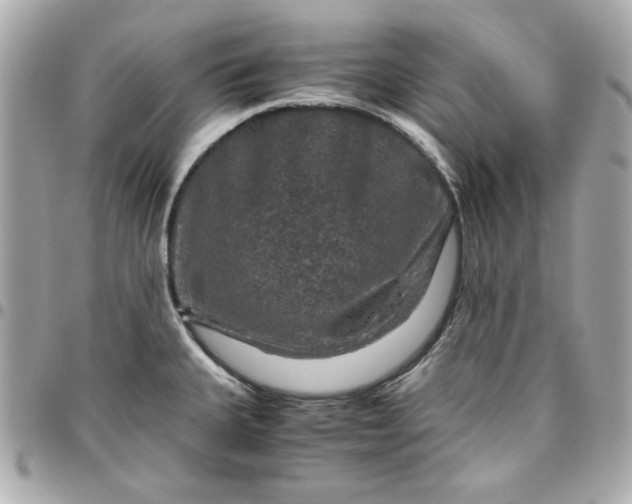 X0000096481335200802071910