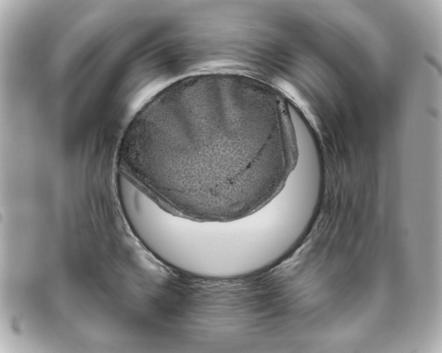 X0000096481336200802071910