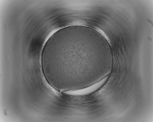 X0000096481339200802071910