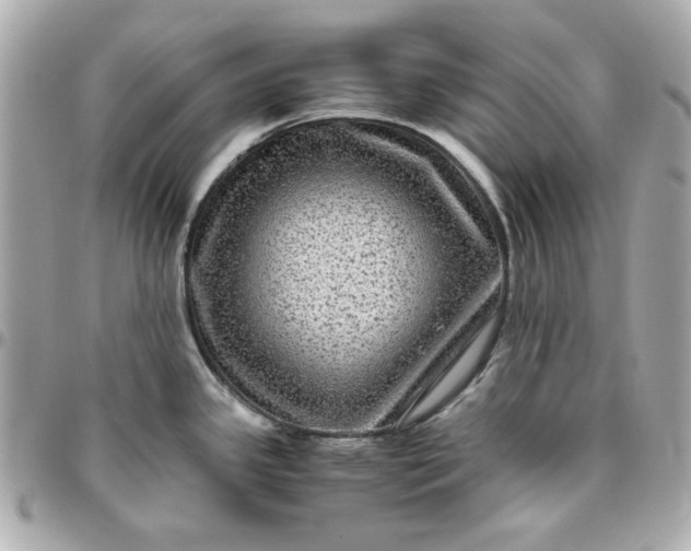 X0000096481341200802071911