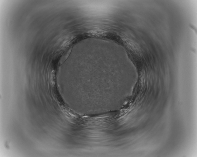 X0000096481346200802071910