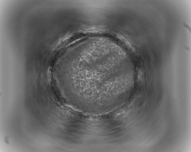 X0000096481350200802071910