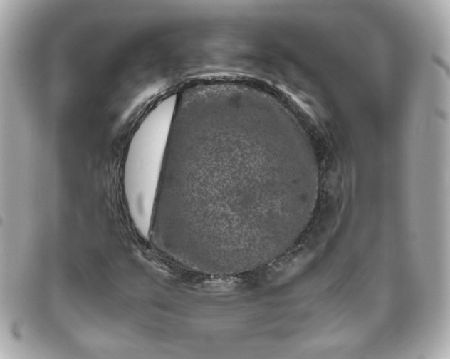 X0000096481351200802071910