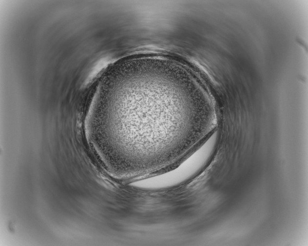 X0000096481355200802071910