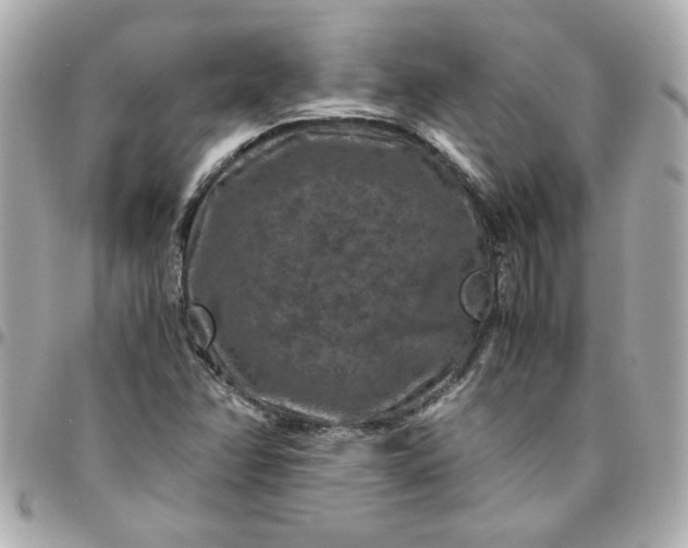 X0000096481358200802071910