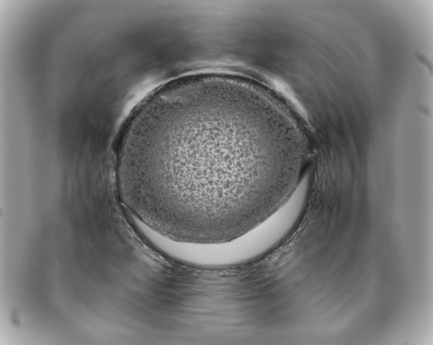 X0000096481360200802071910