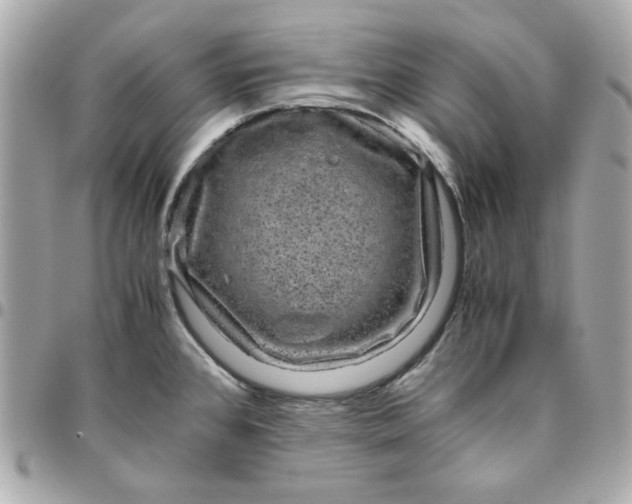 X0000096481384200802071909