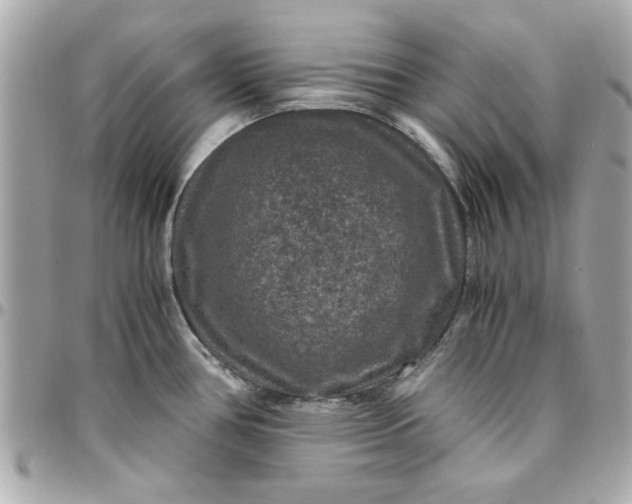 X0000096481386200802071909