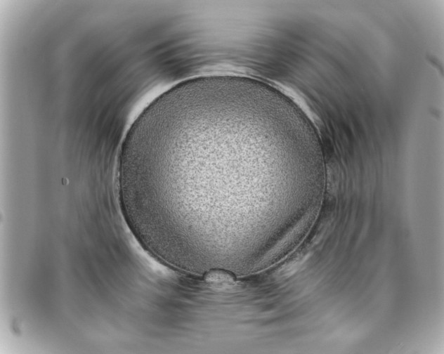 X0000096481387200802071909