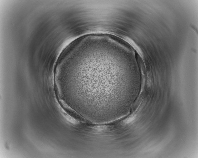 X0000096481388200802071909