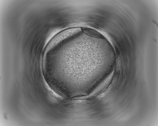 X0000096481390200802071909