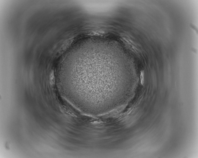 X0000096481395200802071908