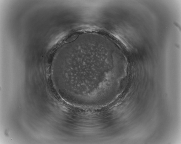 X0000096481399200802071909