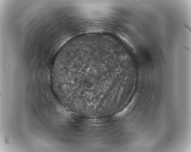 X0000096481401200802071909