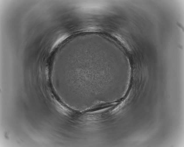 X0000096481402200802071909