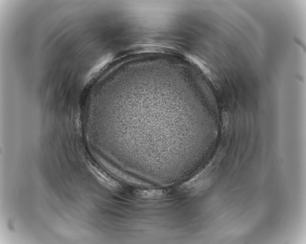 X0000096481403200802071909