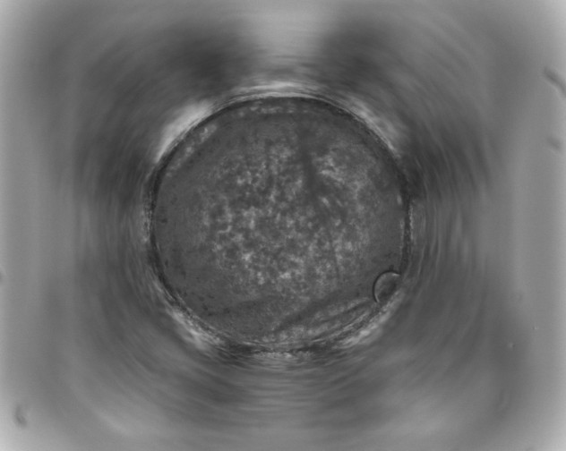 X0000096481405200802071909