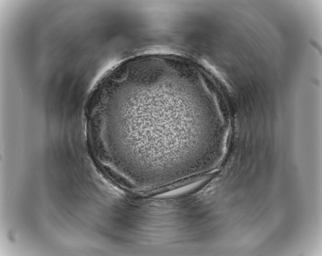 X0000096481408200802071909