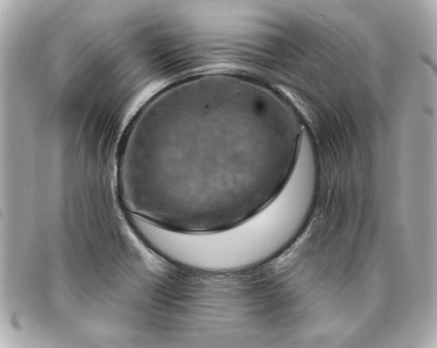 X0000096481418200802071909