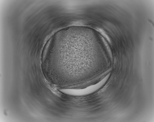 X0000096481435200802071909