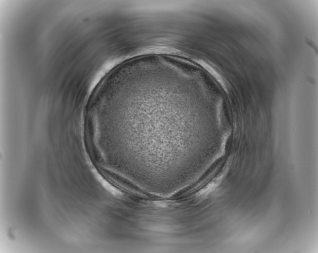 X0000096481438200802071909