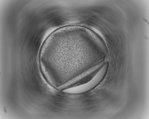 X0000096481440200802071909