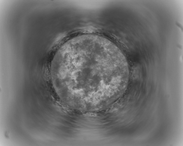 X0000096481446200802071908