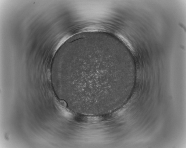 X0000096481465200802071908