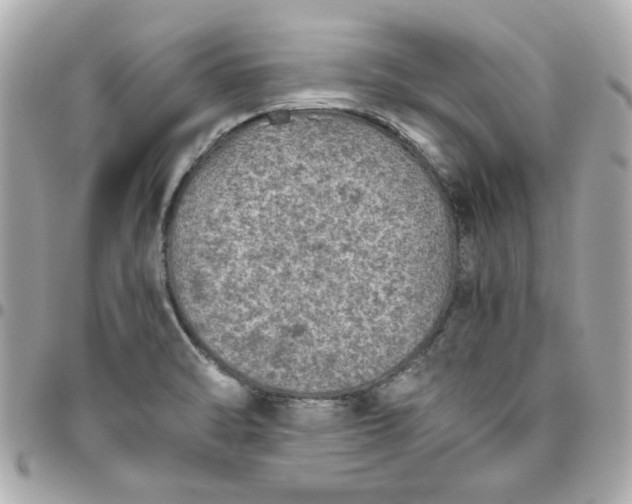 X0000096481470200802071908