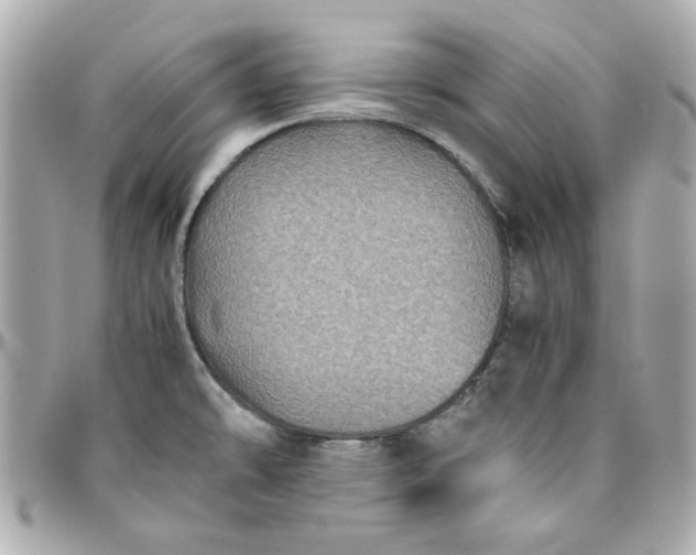 X0000096481478200802071908