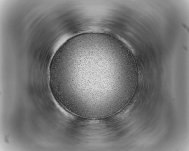 X0000096481479200802071908