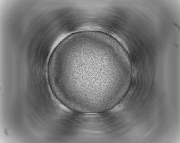 X0000096481486200802071908