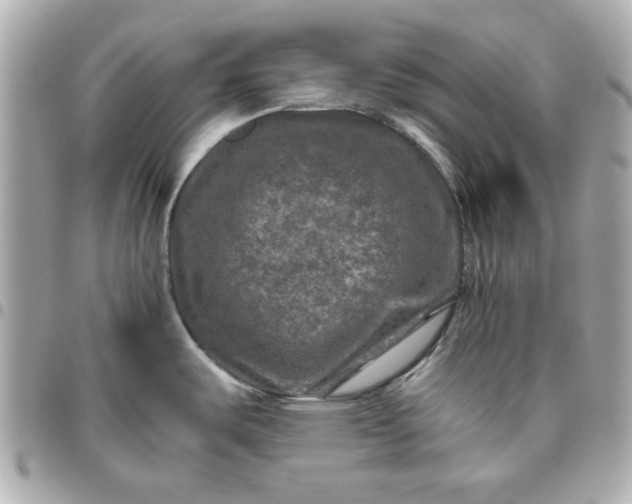 X0000096481487200802071908