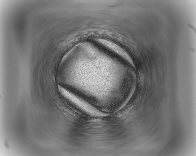 X0000096481489200802071907