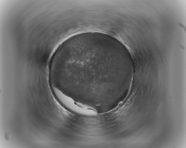 X0000096481508200802071907