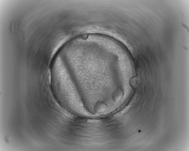 X0000096481509200802071907