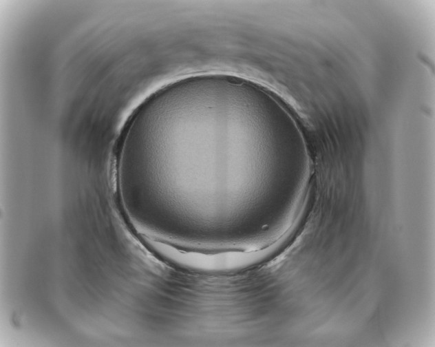 X0000096481510200802071907