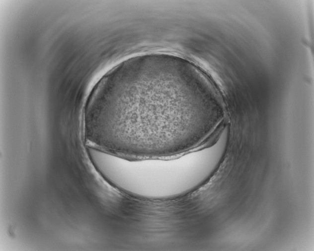 X0000096481520200802071908