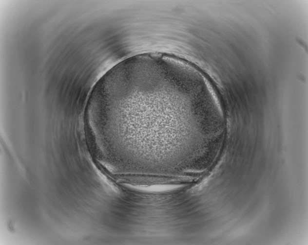 X0000096481521200802071908