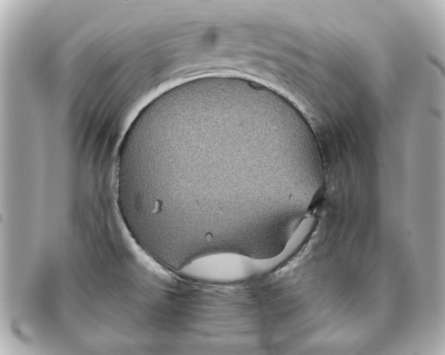 X0000096481526200802071908