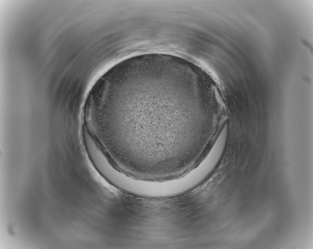 X0000096481528200802071908