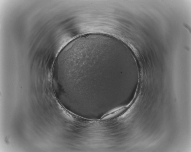 X0000096481529200802071908